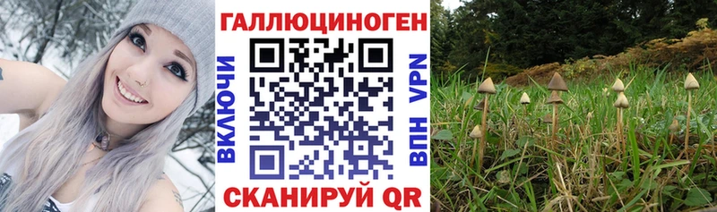 Галлюциногенные грибы Magic Shrooms  OMG tor  Гудермес 