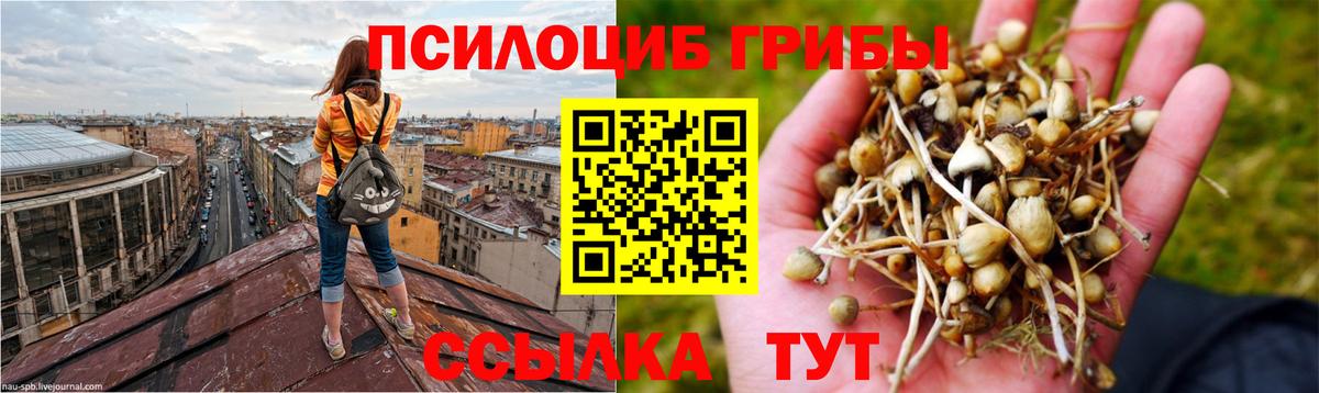 как найти   Гудермес  Галлюциногенные грибы мицелий 